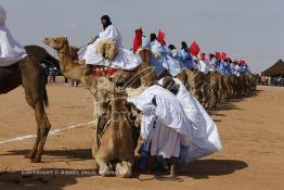 Image du Maroc Professionnelle de  Des hommes du désert s’apprêtent à une course de chameaux organisé dans un site désertique sur lequel la ville de Tan Tan a toujours accueilli la majorité des tribus et des grandes familles nomades du désert lors d'un grand Moussem, Samedi 7 Septembre 2013. Le festival parrainé par l'UNESCO rassemble des milliers de nomades du Maroc. (Photo / Abdeljalil Bounhar) 